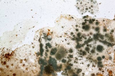 Reduce the Growth of Mold in Your Basement!